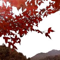 評論圖片 4