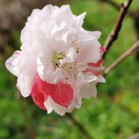 評論圖片 2