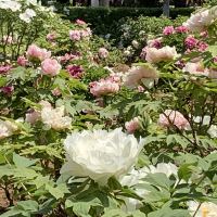 評論圖片 4