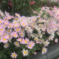 評論圖片 6