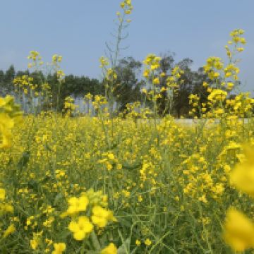 評論圖片 1