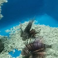 評論圖片 7
