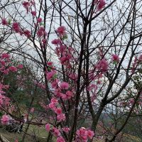 評論圖片 1