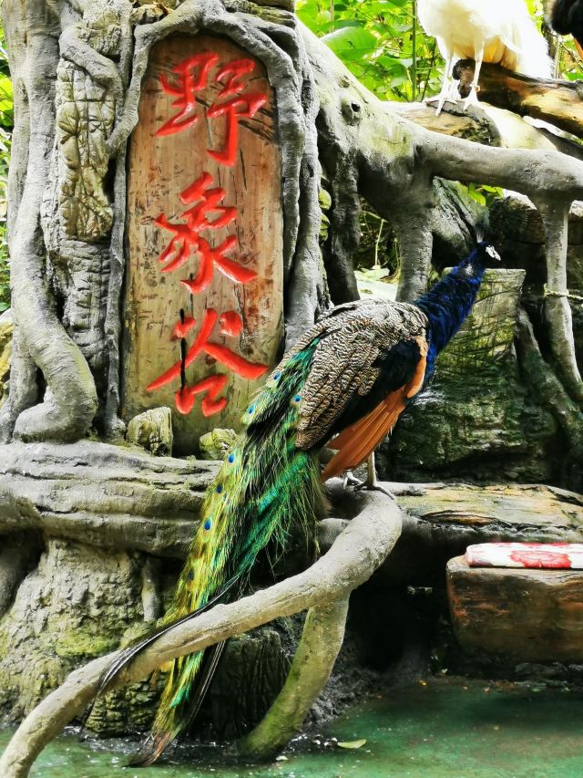 野象谷