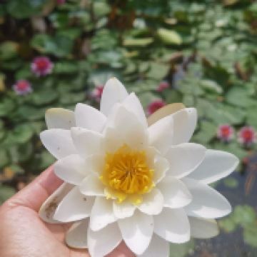 評論圖片 6
