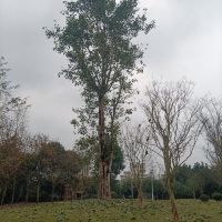 評論圖片 5