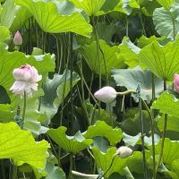 評論圖片 1