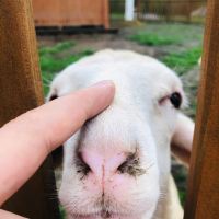 評論圖片 9