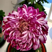 評論圖片 6