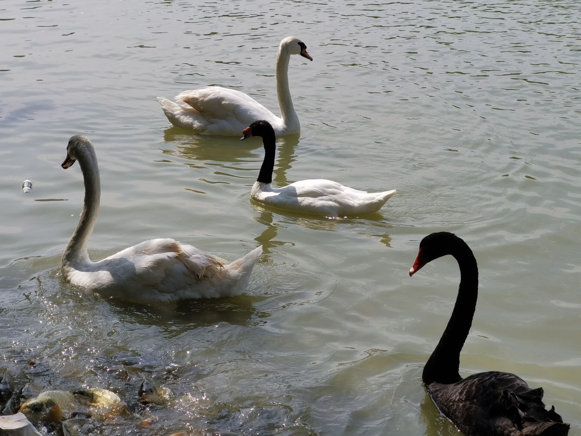 Swan Lake Animal Base Travel Guidebook Must Visit Attractions In Haikou Swan Lake Animal Base Nearby Recommendation Trip Com