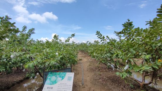 这个地方在中山民众镇，像在一个小岛上，里面面的花果蔬菜众多，