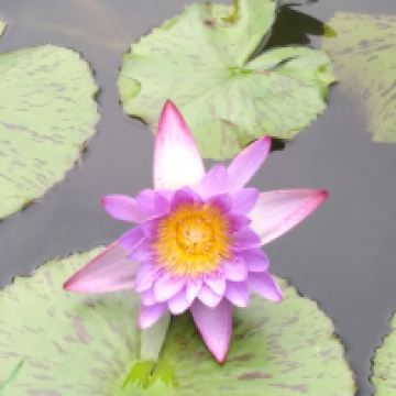 評論圖片 4