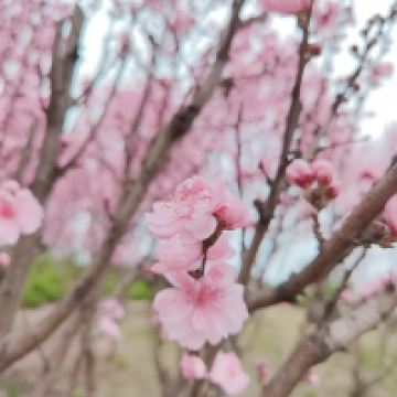 評論圖片 1