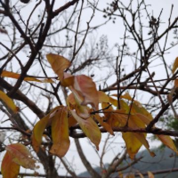 評論圖片 2