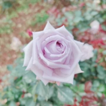 評論圖片 9