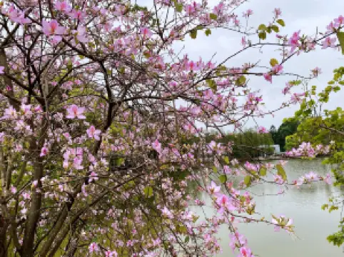 สวนพฤกษศาสตร์แห่งชาติจีนตอนใต้