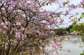 Popular Spring Outings in Guangzhou