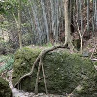 評論圖片 1