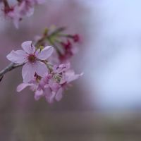 評論圖片 3