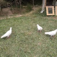 評論圖片 9