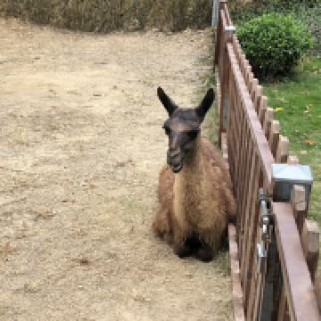 評論圖片 9