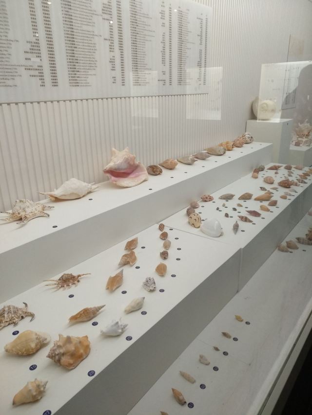 Shell Museum