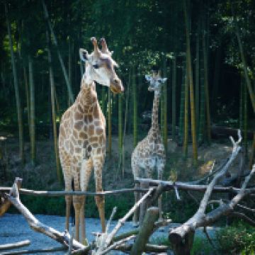 評論圖片 3