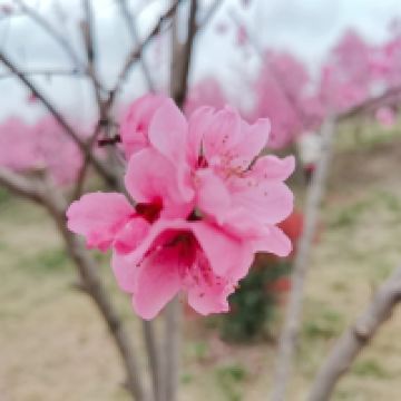 評論圖片 4