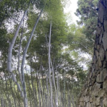 評論圖片 1