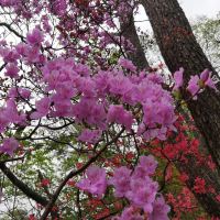評論圖片 1