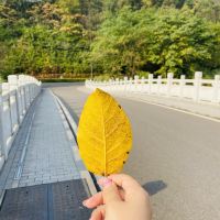 評論圖片 3