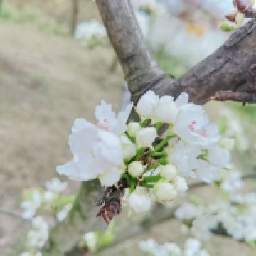 評論圖片 7