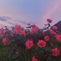 評論圖片 3
