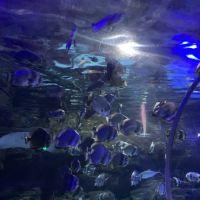 評論圖片 8