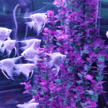 評論圖片 1