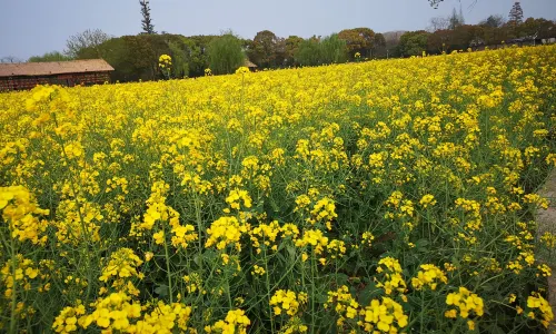 เมืองโบราณอูเจิ้น