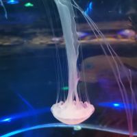 評論圖片 2