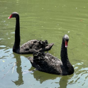 評論圖片 4