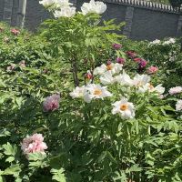評論圖片 3