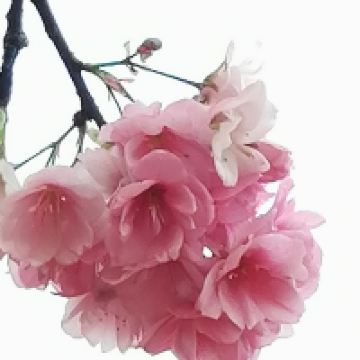 評論圖片 4