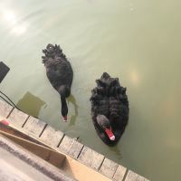 評論圖片 5