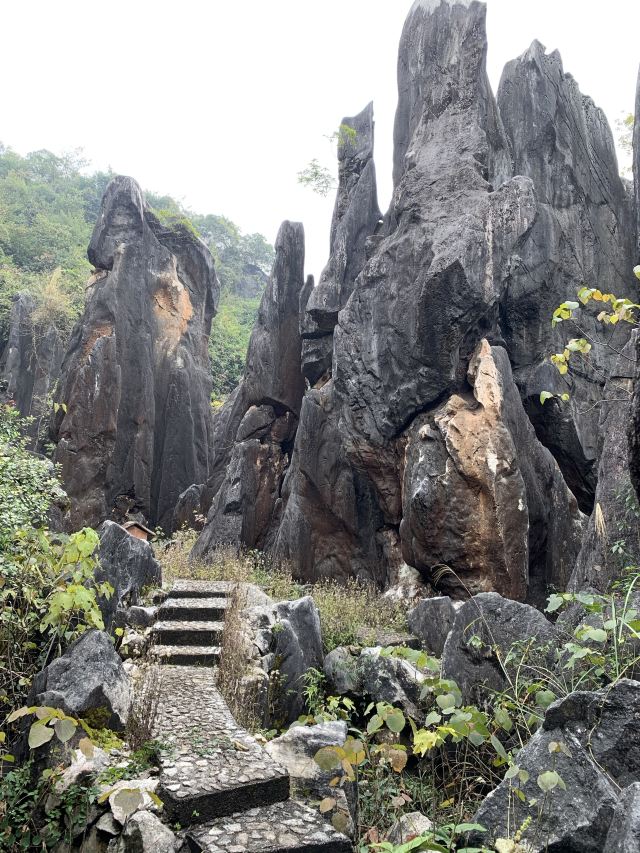 Jade Forest Scenic Area