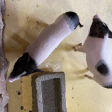 評論圖片 7