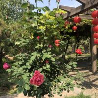 評論圖片 7