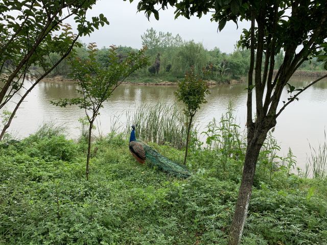 Yangsha Lake International Tourism Resort