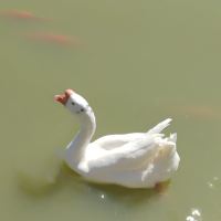 評論圖片 4