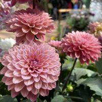 評論圖片 8