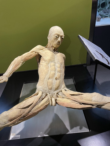 人間 標本 本物