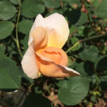 評論圖片 8