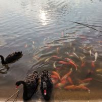 評論圖片 3
